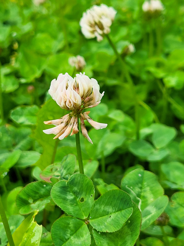 flora & fauna in Silz, Tirol